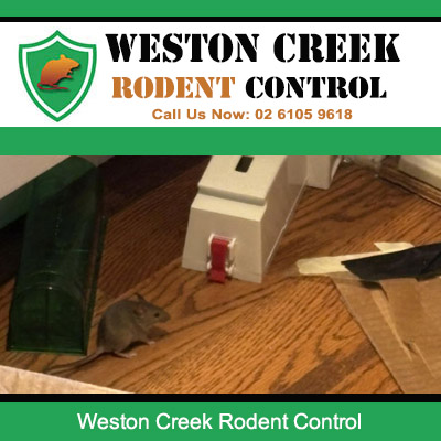 Mouse infestation treatment inside Weston Creek house with professional bait traps