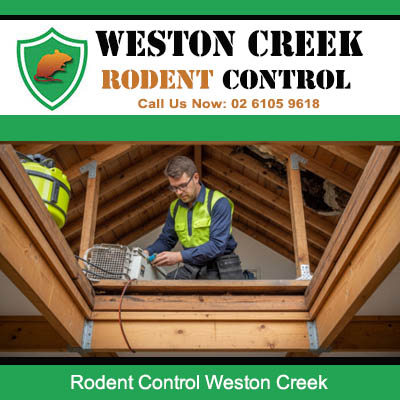 Professional pest controller treating roof void for rodent infestation in Weston Creek home